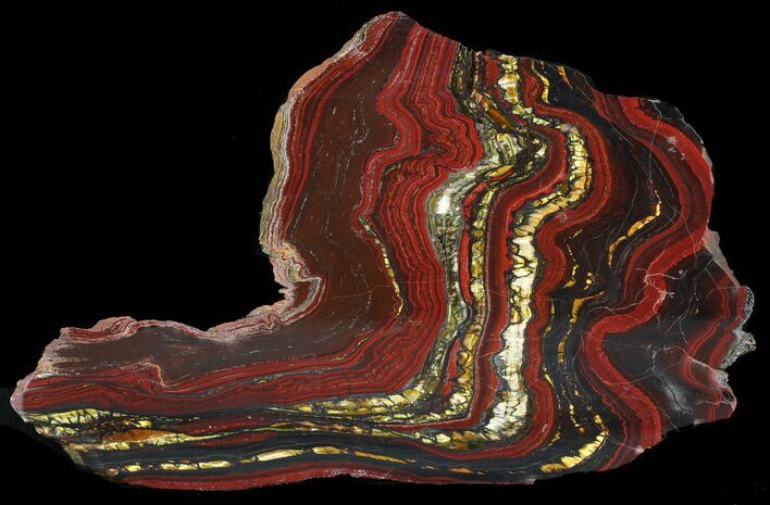 Polished Tiger Iron Stromatolite - ( Billion Years) #46810
